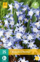 Chionodoxa luciliae gigantea 25 bollen - thumbnail