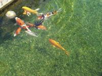 Vis voederbal ⌀ 12 cm - thumbnail