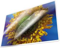 Kangaro K-16008 Lamineerhoes 100 Micron 100 Vel 216x303mm - thumbnail