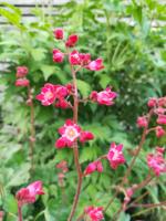 Purperklokje - thumbnail