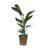 Paradijsvogelplant - Strelitzia Nicolai 75cm - thumbnail