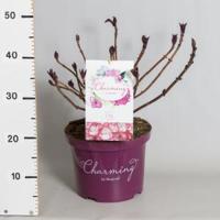 Hydrangea Macrophylla "Charming® Lisa Pink"® boerenhortensia - 30-40 cm - 1 stuks - thumbnail