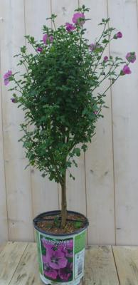 Kaapse Malva Anisodontea Elegans Princess totale hoogte 100 cm kuipplant Warentuin Natuurlijk - Warentuin natuurlijk