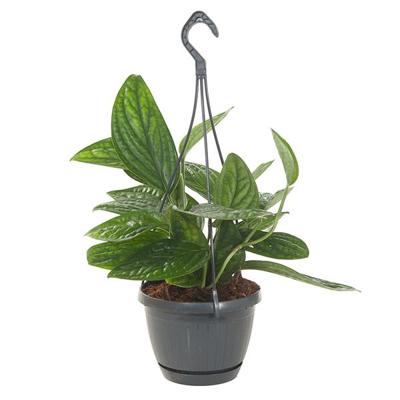 Epipremnum Marble Planet (Pinnatum) - P 15 cm Epipremnum Marble Planet (Pinnatum) - P 15 cm