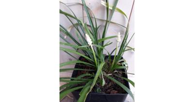 Leliegras Liriope wit Warentuin Natuurlijk - Warentuin natuurlijk