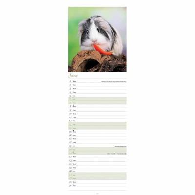 Cavia Kalender 2026 Slimline