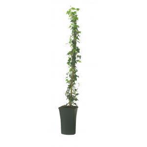 Klimop Hedera Hibernica 90 cm klimplant Klimop Hedera Hibernica 90 cm klimplant