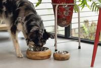 Designed By Lotte Eet- en Drinkbak Hout Hond Mandira 16,5cm - thumbnail