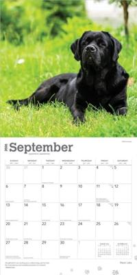 Labrador Retriever Zwart Kalender 2026 Labrador Retriever Zwart Kalender 2026