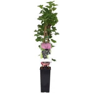 Jostabes (ribes nigrum "Jostabes") fruitplanten - In 5 liter pot - 1 stuks