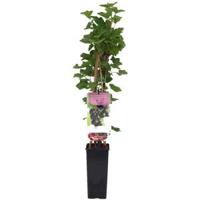Jostabes (ribes nigrum "Jostabes") fruitplanten - In 5 liter pot - 1 stuks - thumbnail