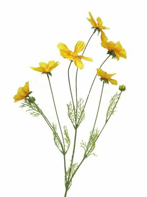 Cosmos Orion yellow 92cm