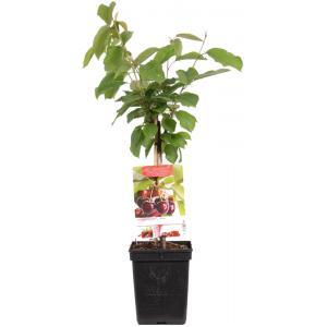 Prunus avium Regina Zoete kers Patio fruitplant Fruithof - Fruithof Prunus avium Regina Zoete kers Patio fruitplant Fruithof - Fruithof