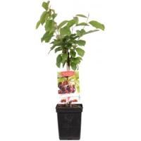 Kersenboom (prunus avium "Regina") fruitbomen - thumbnail