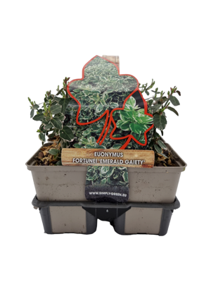 Kardinaalsmuts (euonymus fortunei "Emerald Gaiety") bodembedekker - 6-pack - 1 stuks