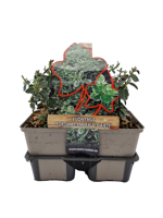 Kardinaalsmuts (euonymus fortunei "Emerald Gaiety") bodembedekker - 6-pack - 1 stuks - thumbnail