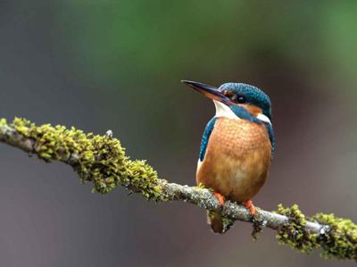 IJsvogel 2 70x50cm Tuinschilderij Customize-it - Customize it