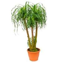 Beaucarnea recurvata concord kamerplant - thumbnail