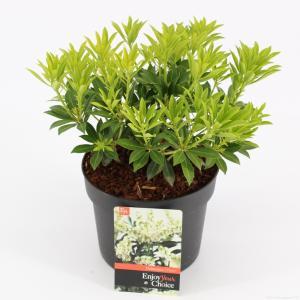 Rotsheide (Pieris Japonica “Debutante”) heester - 30-40 cm (C4.5) - 9 stuks
