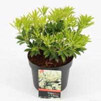 Rotsheide (Pieris Japonica “Debutante”) heester - 30-40 cm (C4.5) - 9 stuks - thumbnail