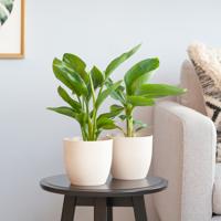 Tropical Duo - P12 - thumbnail