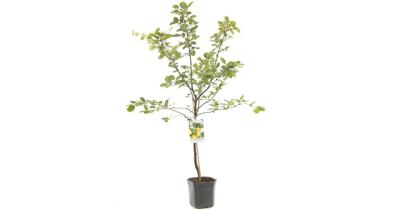 Kweepeer Cydonia oblonga peer 160 cm