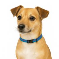 Jack and Vanilla Hondenhalsband - Nylon - Kliksluiting - Blauw - 35 cm - thumbnail