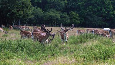 Herten Bos 130x70cm Tuinschilderij Customize-it - Customize it