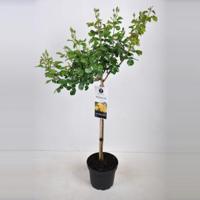 Trosroos op stam (rosa "Indiane"®) - Op stam 70 cm - 1 stuks - thumbnail
