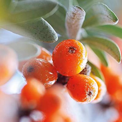 Weleda Duindoorn Vitaliserende Body Olie - thumbnail