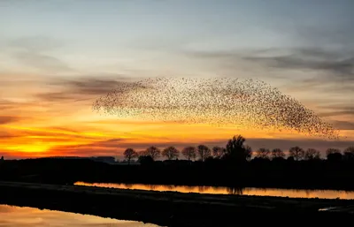 Alexsar Art Tuindoek zwerm spreeuwen 210x140cm