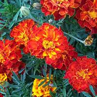 Lage dubbele Afrikaantjes bloemzaden – Bonita Mix - thumbnail
