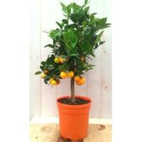 Mandarijnboompje 80 cm Citrus Warentuin Natuurlijk - Warentuin natuurlijk - thumbnail