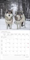 Wolven Kalender 2026 - thumbnail
