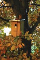 Observatienestkast Best for Birds - Best for birds - thumbnail