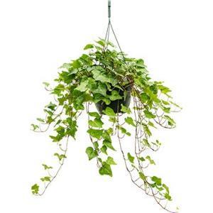 Hedera helix wonder S hangplant