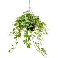 Hedera helix wonder S hangplant - thumbnail
