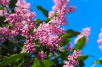 Dwergsering - thumbnail