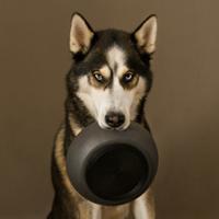 District 70 Bamboo voerbak donkergrijs voor de hond Small - thumbnail