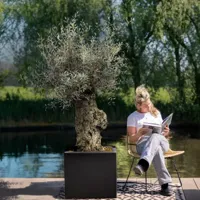 Olea Europaea Bonsai - Grote Olijfboom - P65 - thumbnail