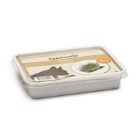 Kattengras in plastic box - thumbnail