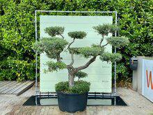 Olijfboom Pon Pon - Olea Europaea