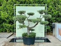 Olijfboom Pon Pon - Olea Europaea - thumbnail