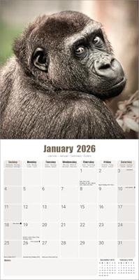 Apen Kalender 2026