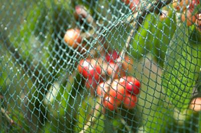 Meister Vogelbeschermingsnet 10X5M - WU9960090