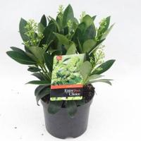 Skimmia (Skimmia Japonica “Finchy”®) heester - 30-40 cm (C3) - 6 stuks - thumbnail