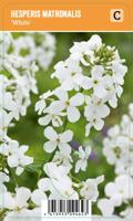 Vips Hesperis matronalis White - Witte damastbloem - thumbnail