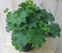 Vrouwenmantel Alchemilla Warentuin Natuurlijk - Warentuin natuurlijk - thumbnail