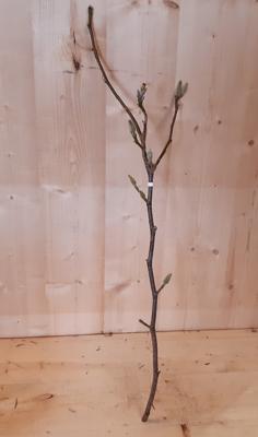 Kerstgroen Magnolia Beverbomen Tulpenboom tak Warentuin Natuurlijk - Warentuin natuurlijk