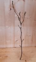 Kerstgroen Magnolia Beverbomen Tulpenboom tak Warentuin Natuurlijk - Warentuin natuurlijk - thumbnail